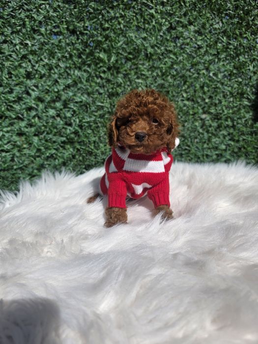 Пудел Той момче с родословие