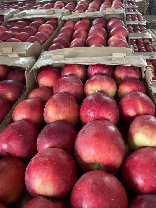 Продам яблоки Американка