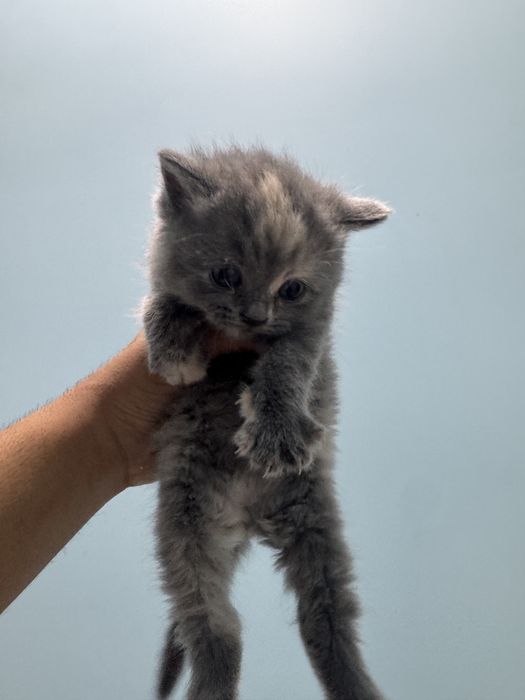 Котяты чистокровные
