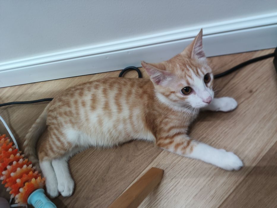 Котенок в добрые руки