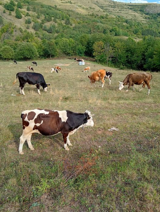 Vaci disponibile pentru  vanzare