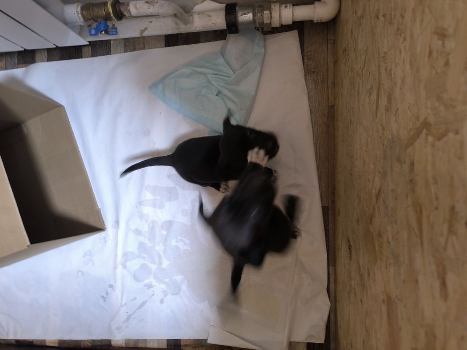 Срочно.отдам щенков