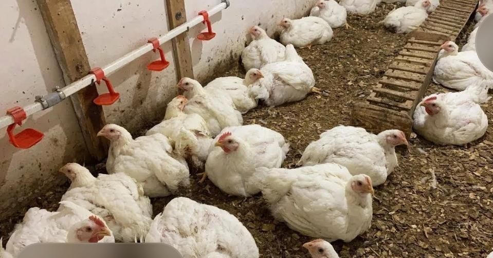 Продаются цыплята Бройлер Кросс 500. 3х недельные. Доставка до дома.
