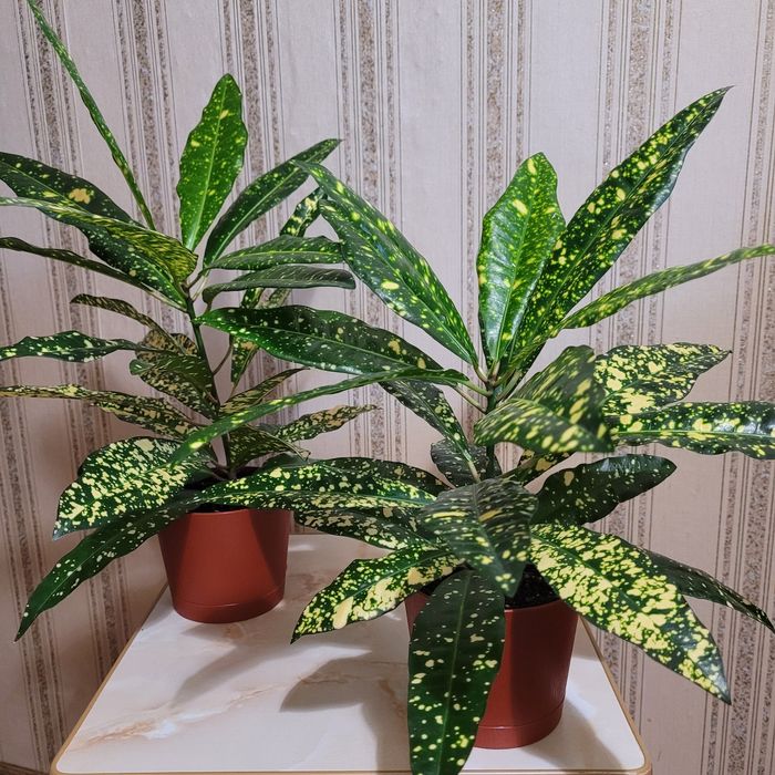 Продам Комнатные цветы