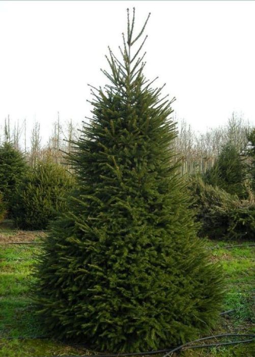 Ель Туи Яблоня саженцы