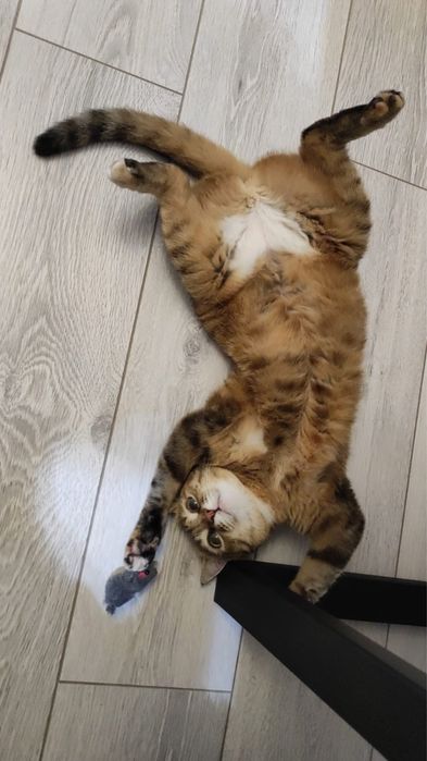 Отдам кошку в хорошие руки