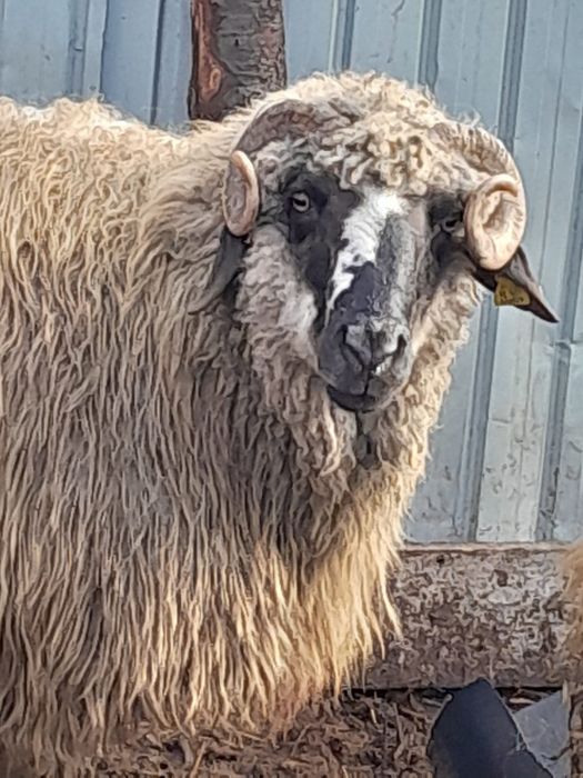 Vând berbec cărăbaș 3 ani