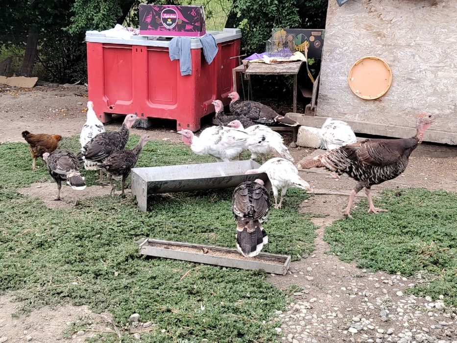 Vând pui de curcă românești de casă