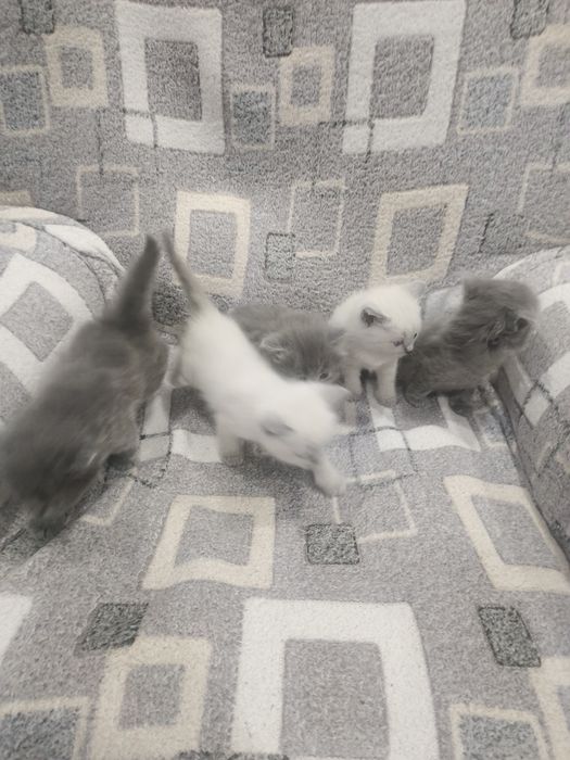 Котята  скотиш страйт