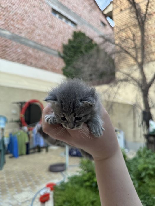 Продаются 4 серых котят