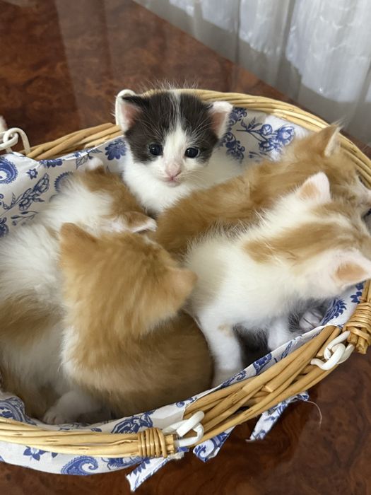 5 котят 3х недельные