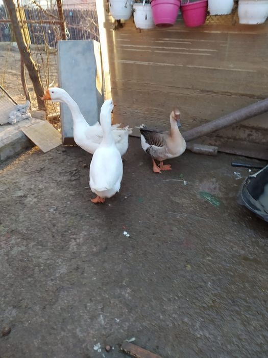 de vânzare gaste lesesti