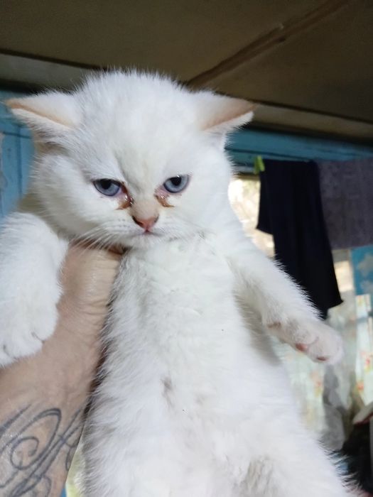 Породистые котята