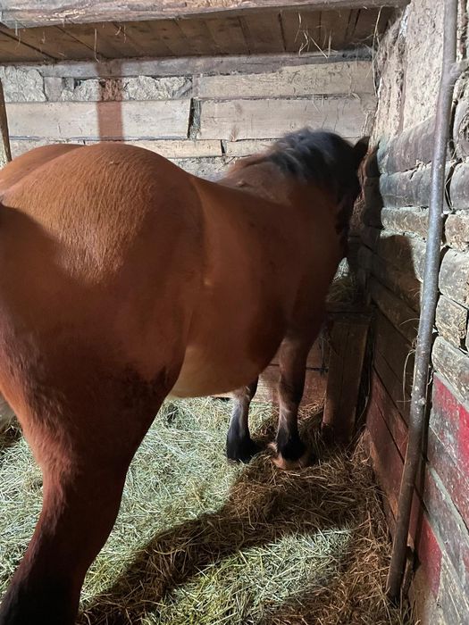 Vând 3 armăsari în vârstă de un jumate