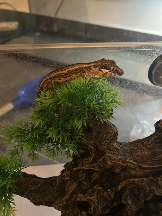 Soparla Gargoyle Gecko