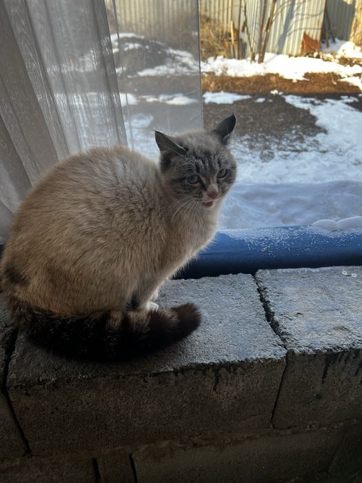 Кошка очень ласковая