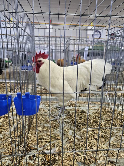 Vand pui Australorp Alb
