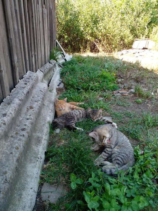 Отдам котят в добрые руки