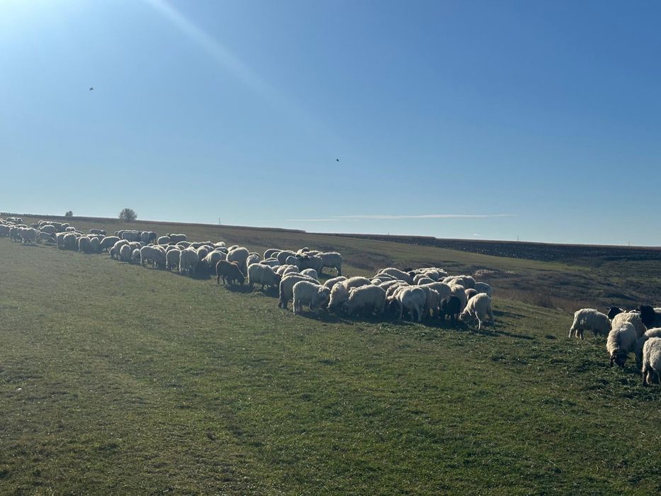 Vand oi turcane tinere