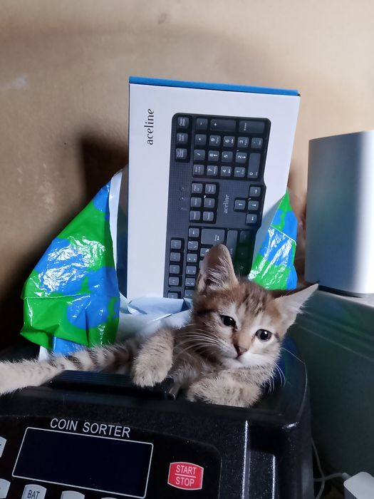 Отдам котят даром