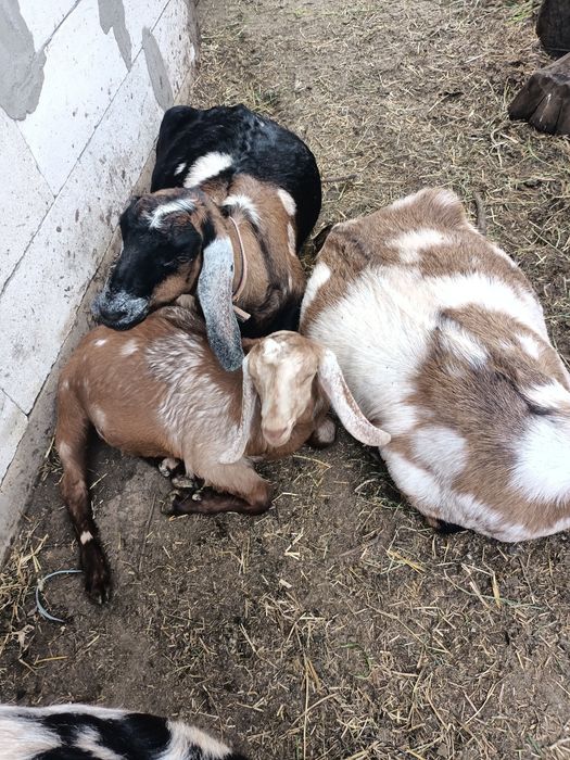 Ied anglonubian de vanzare