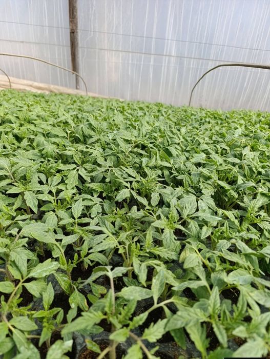 Разсад селски розов домат и червен селски  с тънка люспа и без кочан