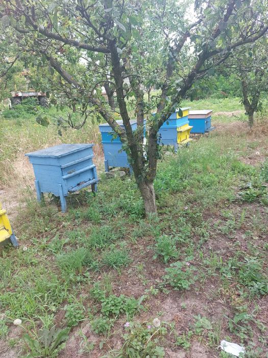 Продавам пчелни семейства с кошери + Фургон