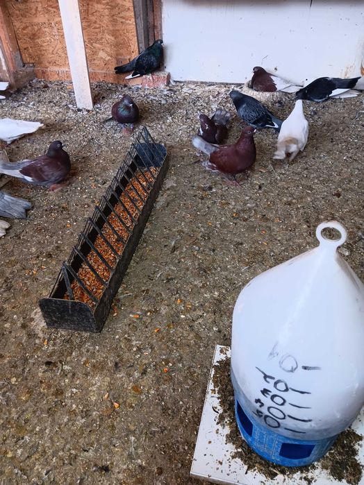 Vand porumbei ciungi de ploiesti.