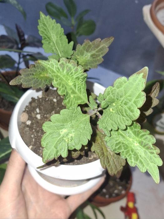 Продам комнатные цветы