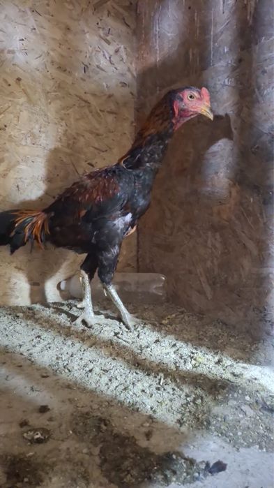 Продам петуха дакан