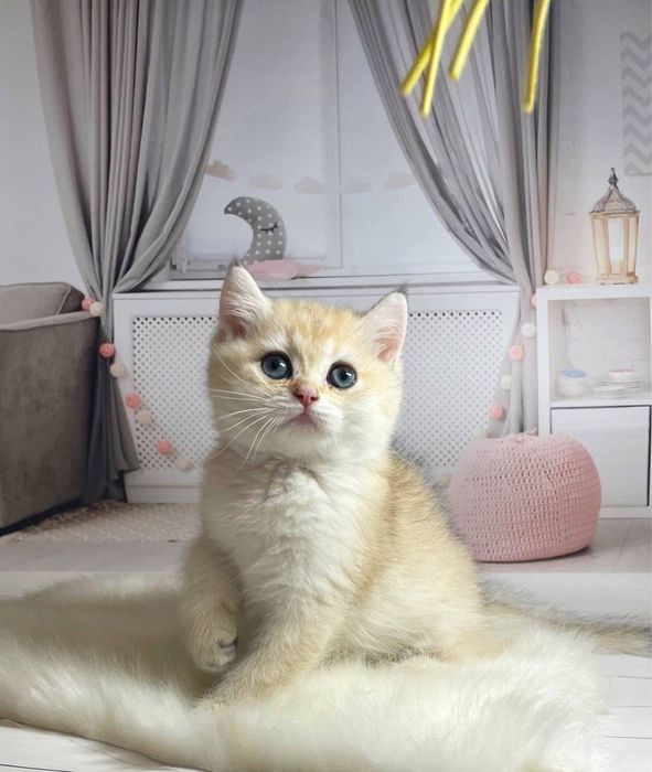 Котята Золотые шиншиллы