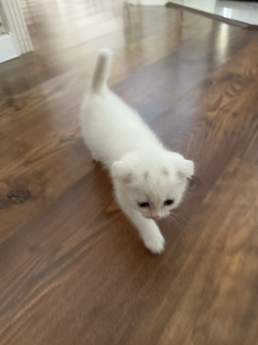 Породистый котенок