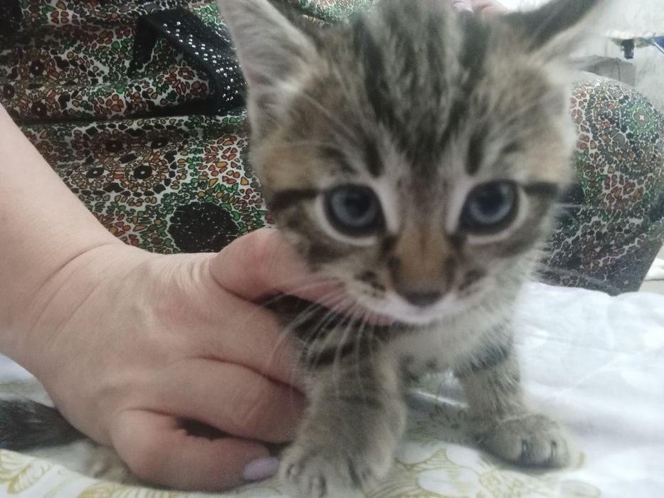 Красивые котятки