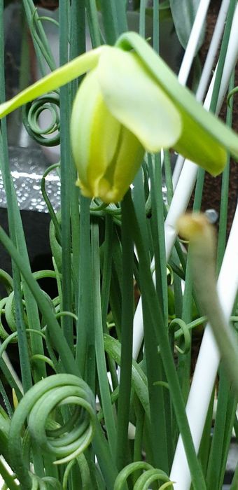 Albuca Spiralis Альбука растение домашнее, цветы комнатные