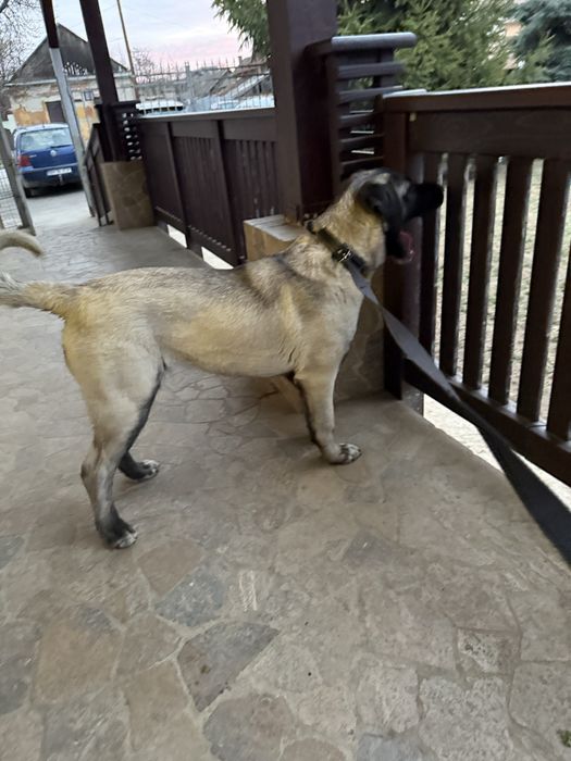 Donez câine de rasǎ