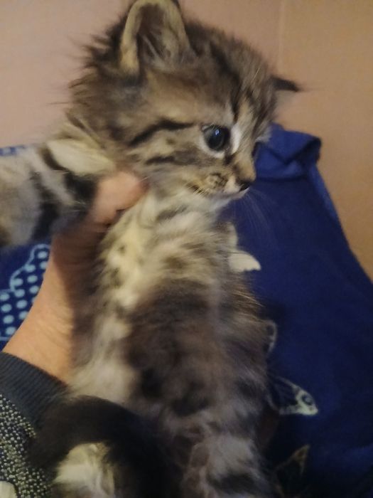 Pisici pt adoptie