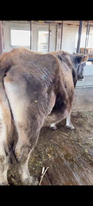 Продам стельную молочную Корову.