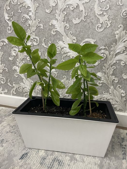 Комнатные растение