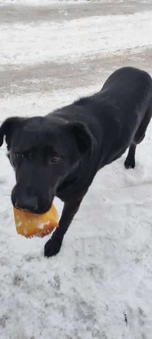 Собака большая, пёс, мальчик