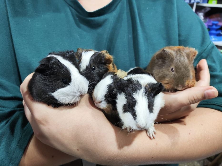 Морские свинки в продаже
