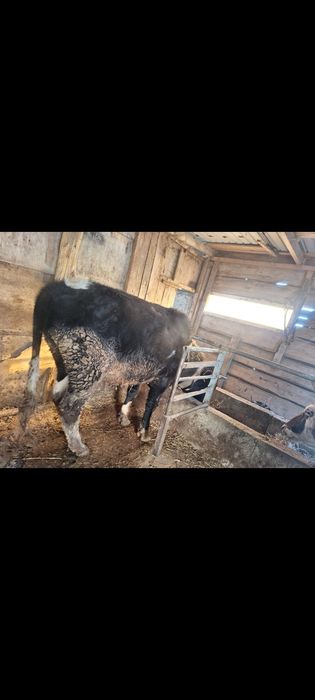 Бұқа сатамынннннн