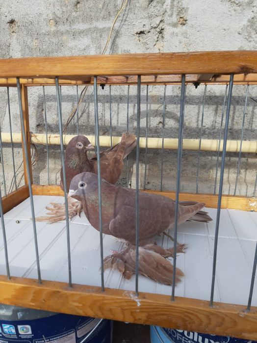 Голуби на продажу , тог имеется