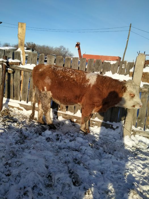 КРС. Продам 5 быков