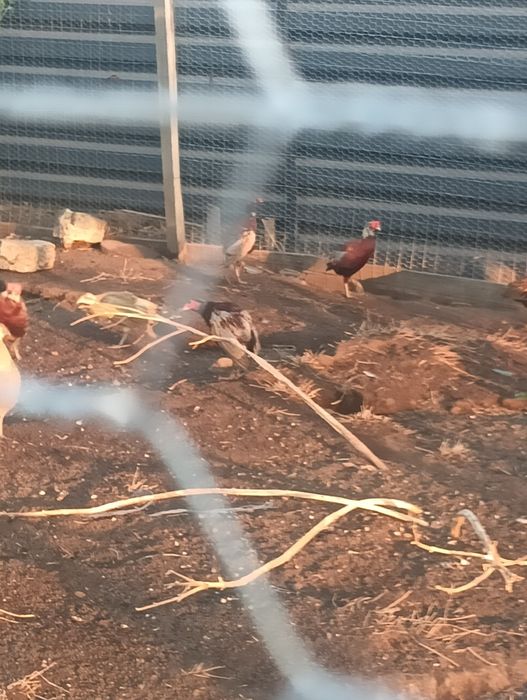 Fazani comuni de vanzare