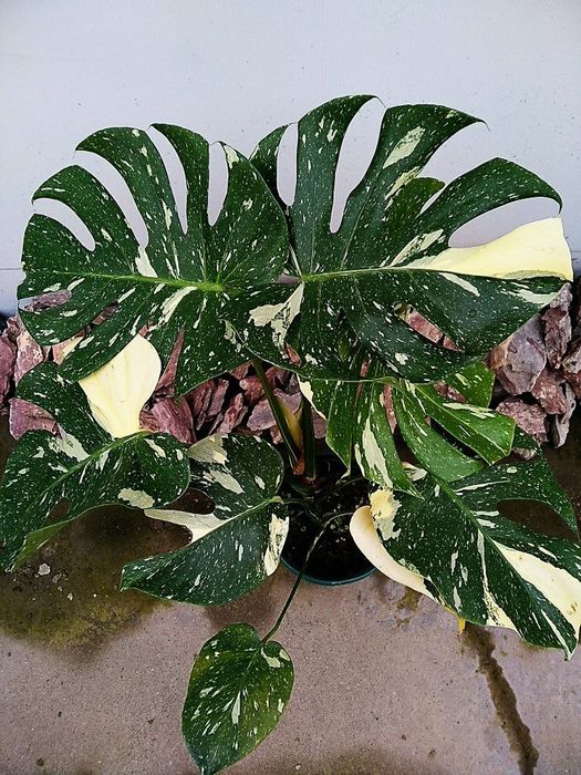 Продается Монстера Тайское Созвездие.