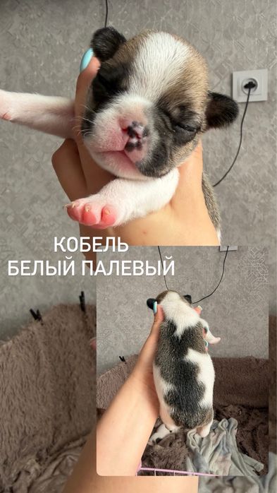 Франдкзкий бульдог