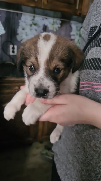 Дворянских кровей щеночки