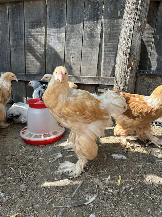 Disponibili cocosi brahma tineret