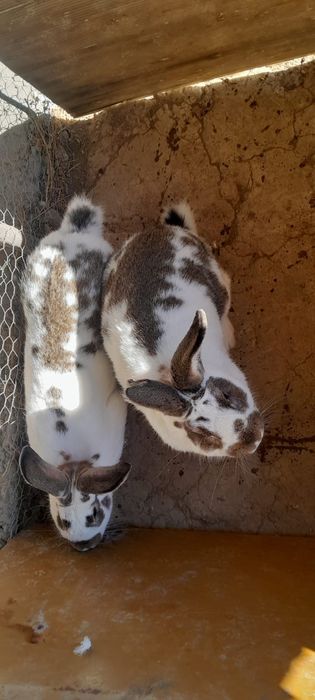 Vând iepurași berbec german 6 sapt 50 lei buc și 2 masculi 8 luni 150