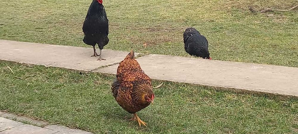 Familie Australorp negru rasa pura 2+1.  Cocosi motate si barboase